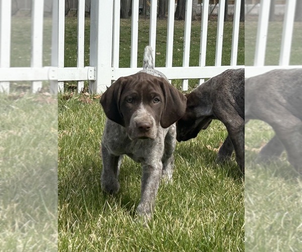 Medium Photo #5 German Shorthaired Pointer Puppy For Sale in STRAWBERRY POINT, IA, USA