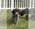 Small #4 German Shorthaired Pointer