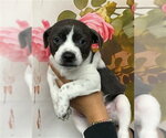 Small #1 Mutt