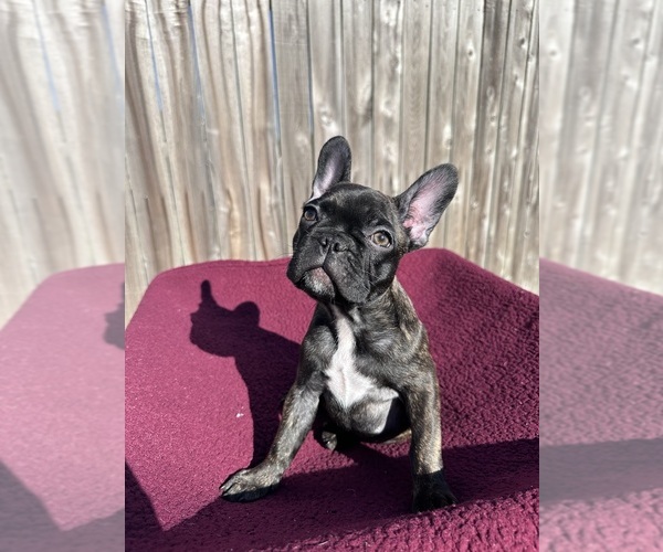 Medium Photo #9 French Bulldog Puppy For Sale in BRYAN, TX, USA