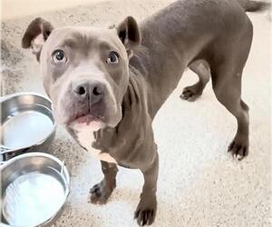 American Pit Bull Terrier-Unknown Mix Dogs for adoption in Houston, TX, USA