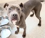 A663171 - Male American Pit Bull Terrier-Unknown Mix Dog for Adoption - Small photo