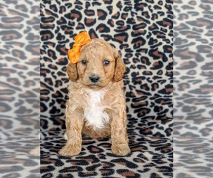 Cock-A-Poo Puppy for sale in KIRKWOOD, PA, USA