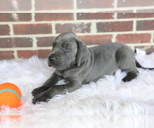 Great Dane Puppy for sale in GOSHEN, IN, USA