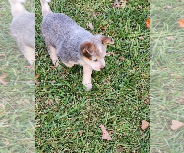 Medium Photo #9 Australian Cattle Dog Puppy For Sale in FLINT HILL, VA, USA