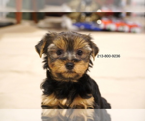 Yorkshire Terrier Puppy for sale in LOS ANGELES, CA, USA