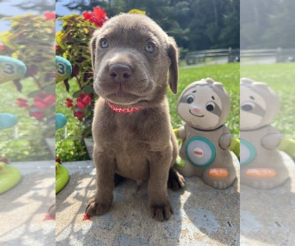 Medium Photo #2 Labrador Retriever Puppy For Sale in NEOLA, WV, USA