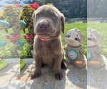 Small #1 Labrador Retriever