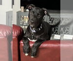 Small #3 Labrador Retriever Mix