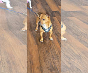 Chihuahua-Unknown Mix Dogs for adoption in Seaford, DE, USA