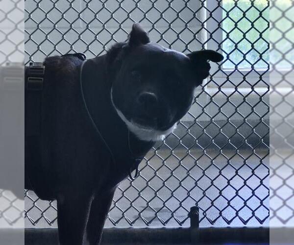 Medium Photo #1 American Staffordshire Terrier-Unknown Mix Puppy For Sale in San Antonio, TX, USA