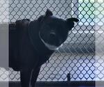 Small American Staffordshire Terrier Mix