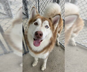 Siberian Husky Dogs for adoption in Bakersfield, CA, USA
