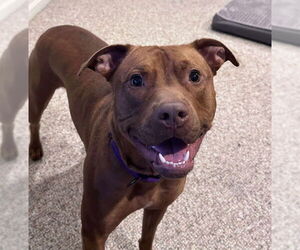 American Pit Bull Terrier-Staffordshire Bull Terrier Mix Dogs for adoption in Shermans Dale, PA, USA