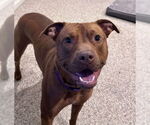 Small American Pit Bull Terrier-Staffordshire Bull Terrier Mix