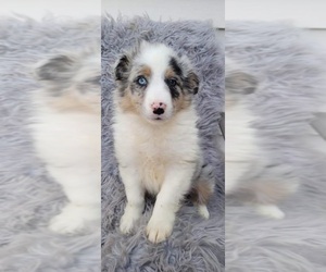 Australian Shepherd Puppy for sale in INDIANAPOLIS, IN, USA