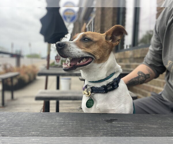 Medium Photo #4 Jack Russell Terrier Puppy For Sale in St. Louis Park, MN, USA