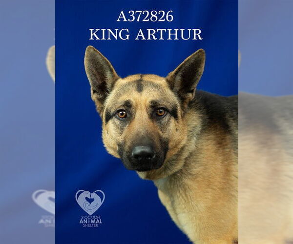 Medium Photo #2 German Shepherd Dog Puppy For Sale in Stockton, CA, USA