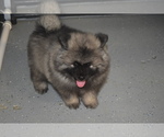 Small Photo #9 Keeshond Puppy For Sale in FAYETTEVILLE, TN, USA