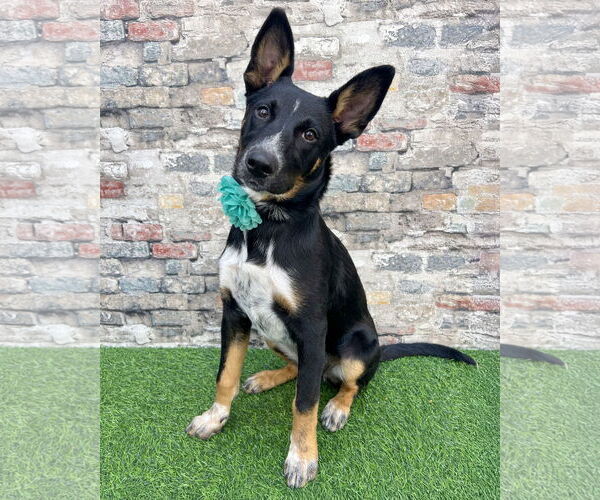 Medium Photo #1 German Shepherd Dog-Unknown Mix Puppy For Sale in Corona, CA, USA