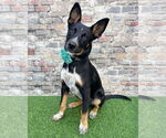Small German Shepherd Dog Mix