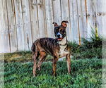 Small #3 Mutt
