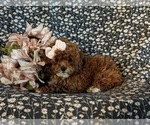 Small #3 Poodle (Miniature)