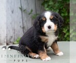 Small #3 Bernese Mountain Dog-Cavalier King Charles Spaniel Mix