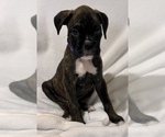 Mr Purple - Male Boxer Puppy for Sale - Photo #8