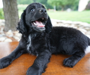 Cockapoo Puppy for sale in HONEY BROOK, PA, USA