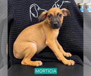 Mutt Dogs for adoption in Walnutport, PA, USA