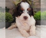 Small #2 Cavapoo