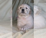 Small Photo #49 Golden Retriever Puppy For Sale in MODESTO, CA, USA