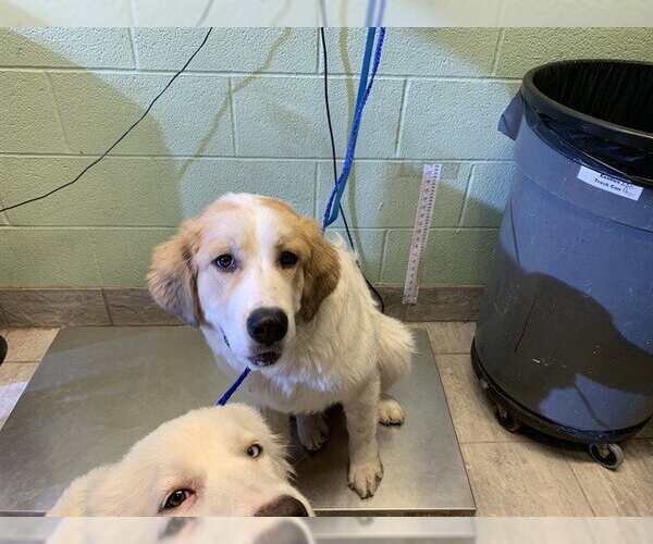 Medium Photo #1 Great Pyrenees-Unknown Mix Puppy For Sale in Grand Prairie, TX, USA