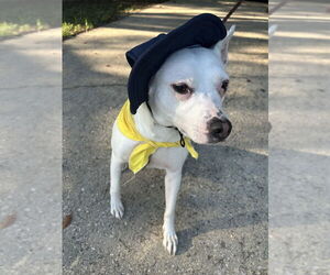 Louie - Male Mutt Dog for Adoption - Photo #4
