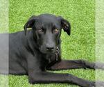 Small #3 Labrador Retriever Mix