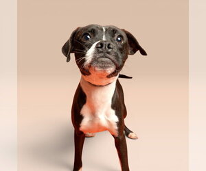 Boxer-Unknown Mix Dogs for adoption in Rowlett, TX, USA