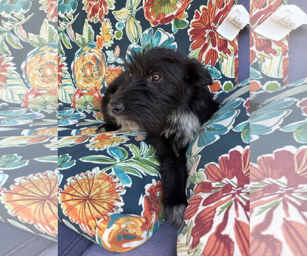 Medium Photo #4 Airedale Terrier-Unknown Mix Puppy For Sale in Wheaton, IL, USA