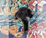 Small #3 Airedale Terrier Mix