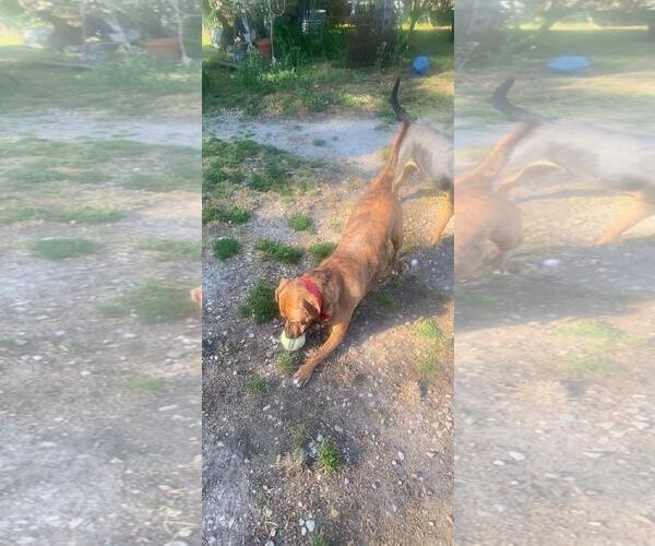 Medium Photo #3 Mutt Puppy For Sale in Holly Springs, NC, USA