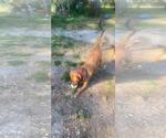 Small #2 Mutt