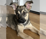 Small #3 Siberian Husky Mix