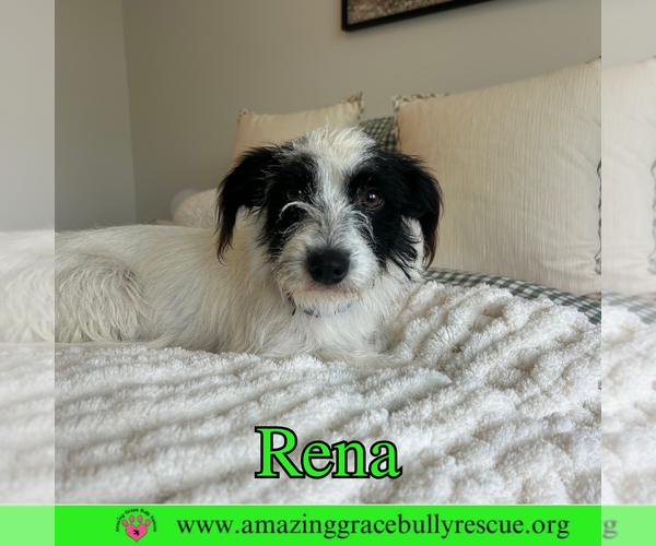 Medium Photo #2 Mutt Puppy For Sale in Pensacola, FL, USA