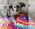 Small Aussiedoodle-Poodle (Toy) Mix