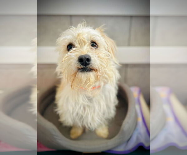 Medium Photo #1 Mutt Puppy For Sale in Pacolet, SC, USA