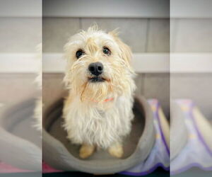 Mutt Dogs for adoption in Pacolet, SC, USA