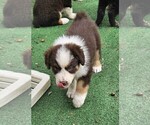 Small Photo #14 Australian Shepherd Puppy For Sale in NELSON, VA, USA
