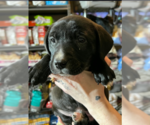 Small #4 Labrador Retriever Mix