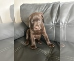 Puppy Puppy 2 Labrador Retriever