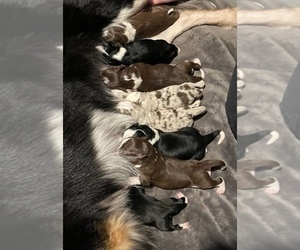 Border Collie Puppy for sale in FORT VALLEY, GA, USA